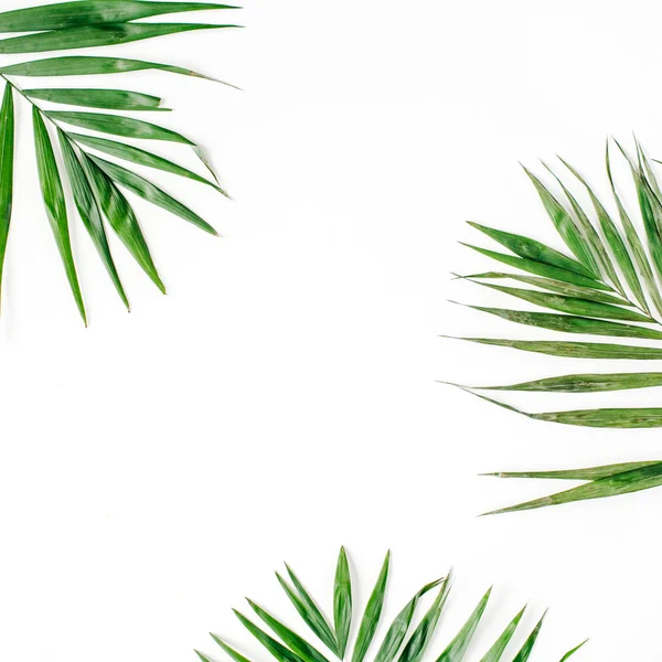 Green palm branches — Stock Photo, Image