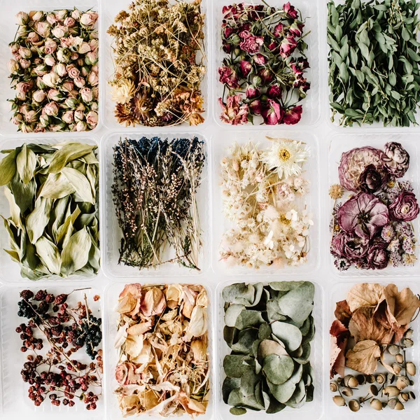 Varios de flores de té secas — Foto de Stock