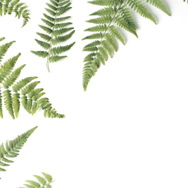 eğreltiotu yaprakları desen