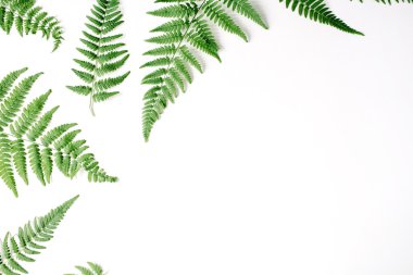 eğreltiotu yaprakları desen