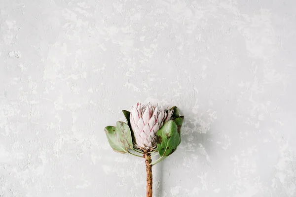 Flor de proteus floreciente — Foto de Stock