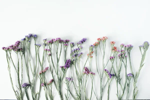 Fiori secchi di lavanda marina — Foto Stock