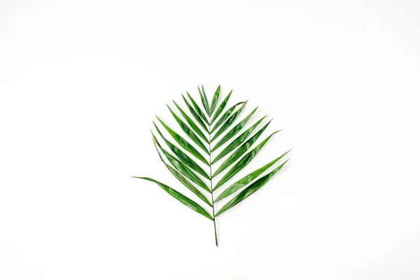 Green palm leaf — Stock Photo, Image