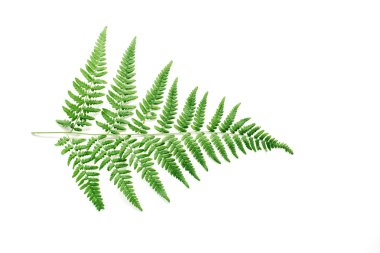 Yeşil eğrelti otu yaprağı