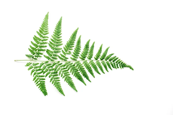 Φύλλα πράσινης φτέρης — Φωτογραφία Αρχείου