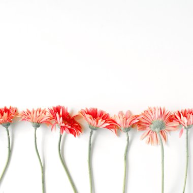 Pembe gerbera kenarlık