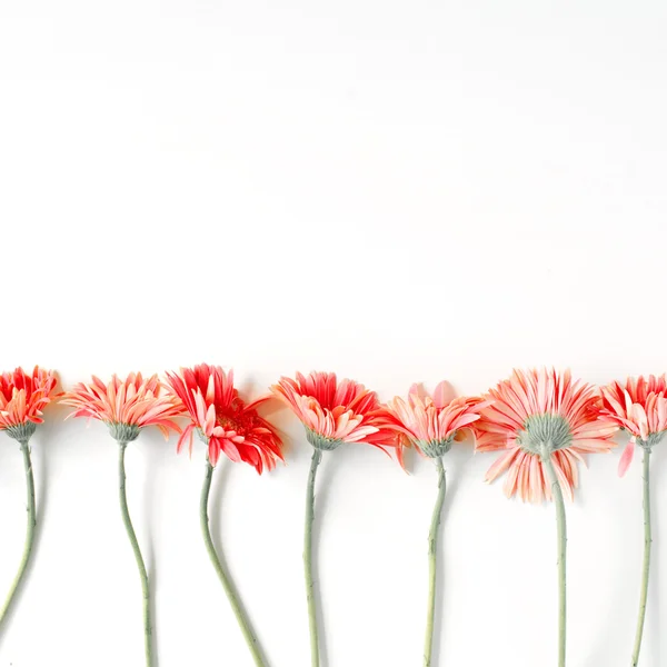 Frontera rosa gerberas — Foto de Stock