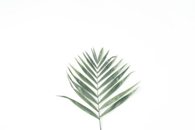 Yeşil palmiye yaprağı