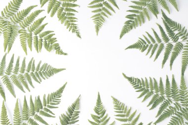 eğreltiotu yaprakları çerçeve