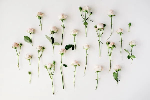 Modèle de roses tendres — Photo