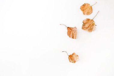 Sonbahar kuru yapraklar