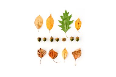 Yaprakları ve meşe palamutları sonbahar kompozisyonu