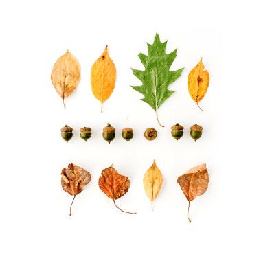 Yaprakları ve meşe palamutları sonbahar kompozisyonu