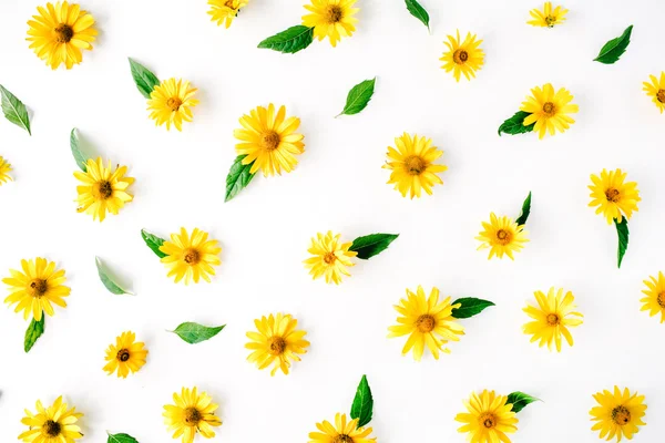 Daisy, chamomiles ve yeşil yaprakları desen