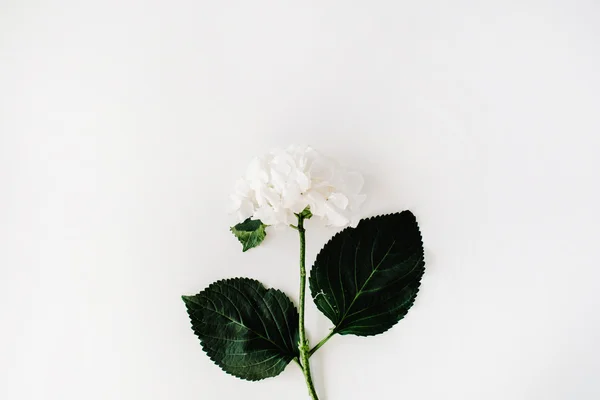 Fehér hortenzia virág — Stock Fotó