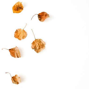 sonbahar sonbahar yaprakları