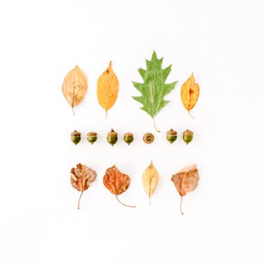 sonbahar sonbahar düz lay