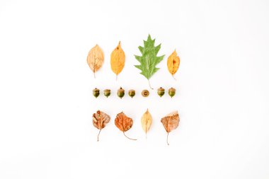 sonbahar sonbahar düz lay