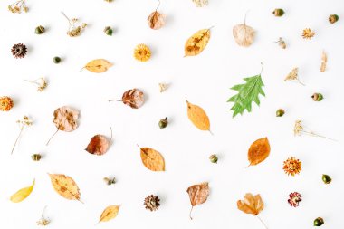 sonbahar sonbahar düz lay