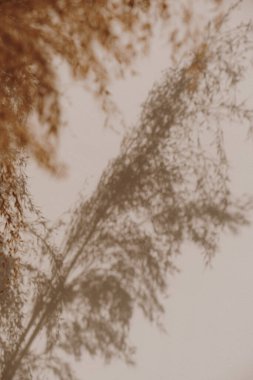 Sazlıklar, otlar. Bej duvarda sıcak güneş ışığı gölgeleri.