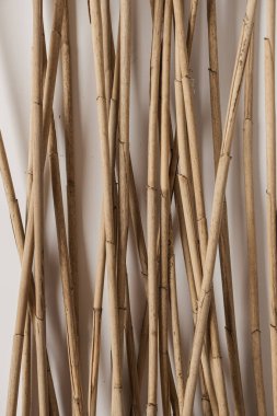 Beyaz arka planda kuru ten kamışı sapları. Minimalist doğal konsept.