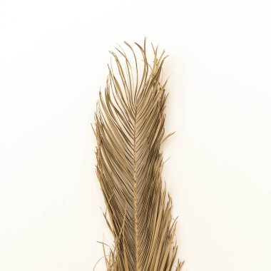 Beyaz arka planda palmiye yaprağı yaprağı dalı. Çiçek tasarımı.