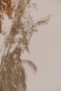 Bronz kamışlar, bej arka planda güneş ışığı gölgelerinde buket otlar. Minimum modern iç dekorasyon konsepti. Güneş ışığındaki çiçek gölgeleri. Tarafsız bej arka planda çiçek silueti.