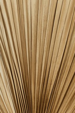 Avuç içi yaprağı deseni. Doğal tropikal arkaplan.