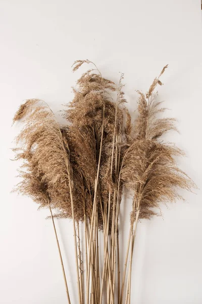 Reeds Lombozat Csokor Fehér Háttér Lapos Fektetés Felülnézet Virágos Design — Stock Fotó