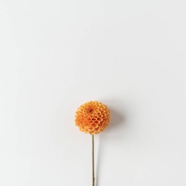 Minimum stil konsept. Beyaz arka planda Ginger Dahlia çiçeği. Yaratıcı natürmort yaz, bahar çiçeği konsepti.