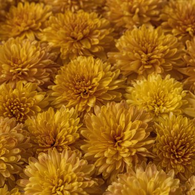 Sarı yabani çiçeklerden oluşan çiçek deseni. Düz yerde, üst tarafta. Sevgililer Günü geçmişi. Çiçek dokusu. Çiçek deseni.