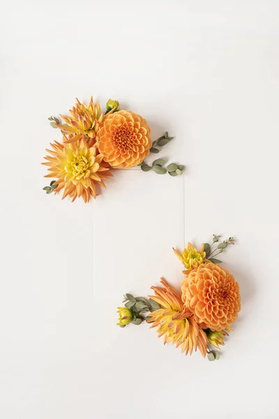 Rama Wykonana Pięknych Kwiatów Imbiru Dahlia Pąki Białym Tle Płaski — Zdjęcie stockowe
