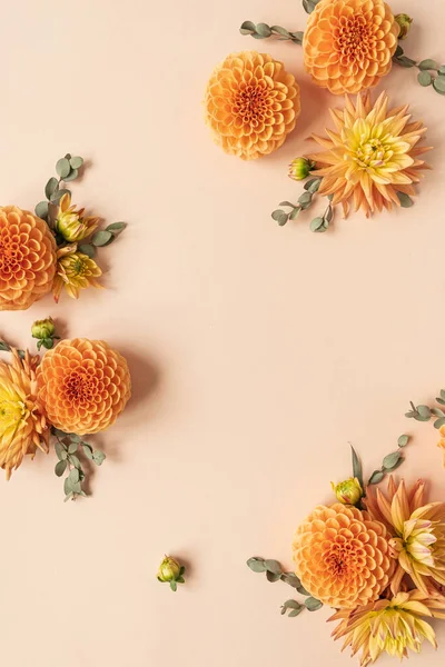 Rámeček Krásné Zázvoru Dahlia Květinové Pupeny Broskvové Pastelové Pozadí Plochý — Stock fotografie