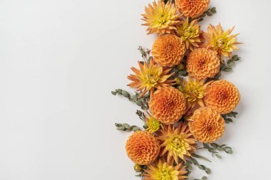 Beyaz arka planda Ginger Dahlia çiçek tomurcukları. Yaratıcı minimalist çiçek kompozisyonu.