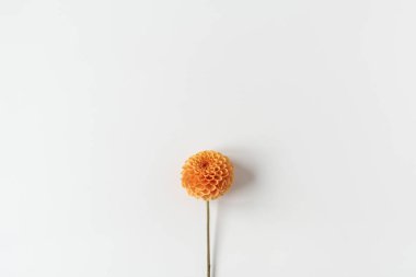 Minimum stil konsept. Beyaz arka planda Ginger Dahlia çiçeği. Yaratıcı natürmort yaz, bahar çiçeği konsepti.