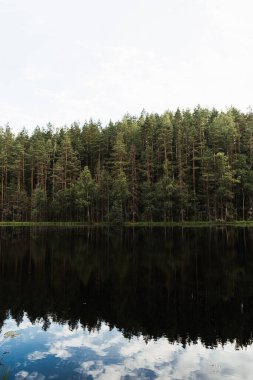 Çam ağaçları ve kara göl manzarası. Doğa kartı.. 