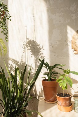 Boho tarzı modern ev dekorasyonu. Çicek saksılarındaki ev bitkileri beton duvara karşı. Güneş ışığı yansımaları duvarda.