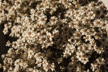 Düz yerde, üst tarafta. Papatya çiçekli çiçek deseni. Bahar ya da yaz konsepti. Çiçekli bir arkaplan.