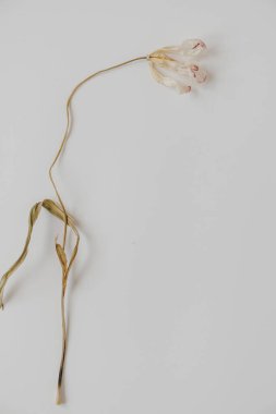 Beyaz arka planda beyaz, kuru lale çiçeği. Tarafsız renklerle güzel bir kompozisyon. Asgari, şık, moda konsepti. Paris havası. Yakın plan fotoğraf..