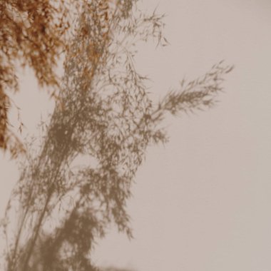 Bronz kamışlar, bej arka planda güneş ışığı gölgelerinde buket otlar. Minimum modern iç dekorasyon konsepti. Güneş ışığındaki çiçek gölgeleri. Tarafsız bej arka planda çiçek silueti.