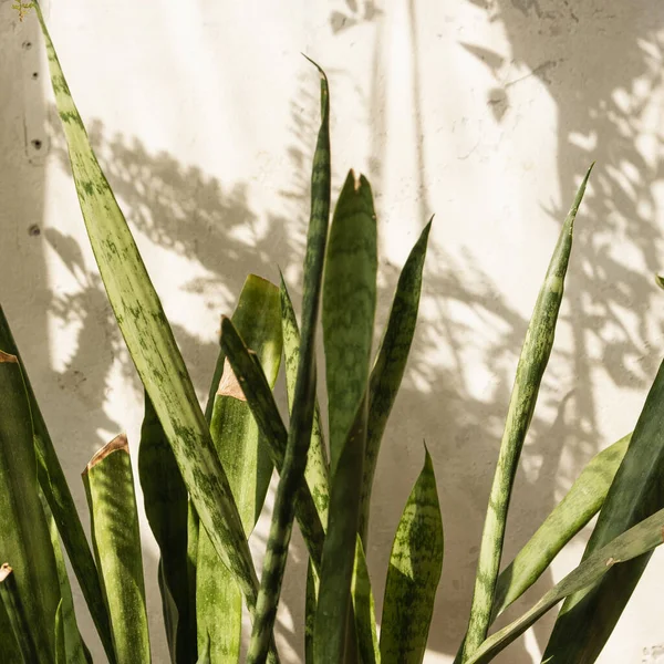 Closeup Green Home Plant Warm Sunlight Shadows Concrete Wall — Stock Photo, Image