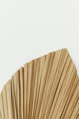 Beyaz arka planda kuru tropikal palmiye yaprağı var. Minimum çiçek dokusu bileşimi.