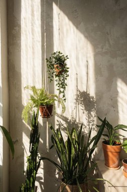 Boho tarzı modern ev dekorasyonu. Birçok ev bitkisi beton duvara karşı. Duvarda güneş ışığı yansımaları var. Kaktüs, tencerede sulu.