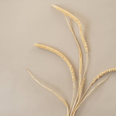 Tarafsız pastel bej arka planda kuru dekoratif bitki dalı. Minimal stil natürmort çiçek kompozisyonu.