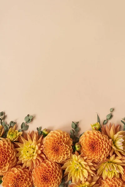 Zázvor Dahlia Květinové Pupeny Pastelovém Pozadí Tvůrčí Minimalistická Květinová Kompozice — Stock fotografie