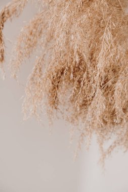 Tarafsız pastel bej arka planda bronzlaşmış kabarık sazlar / pampalar yakın plan.