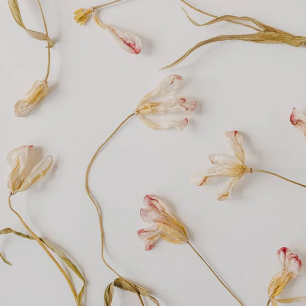 Сухие Цветы Тюльпан Белом Фоне Плоский Уголок Вид Сверху Минимальный — стоковое фото