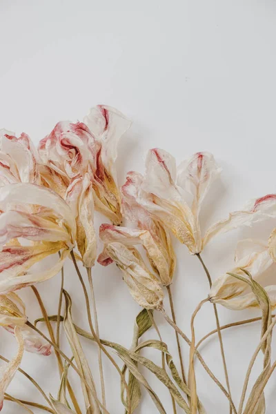 Ξηρά Τουλίπα Μοτίβο Λουλούδι Λευκό Φόντο Flat Lay Top View — Φωτογραφία Αρχείου