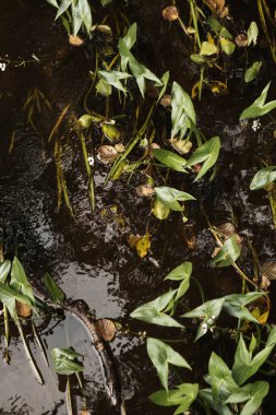 Sakin, doğal bir arka plan. Yeşil kamışları ve siyah suları olan düz bir bataklık.. 