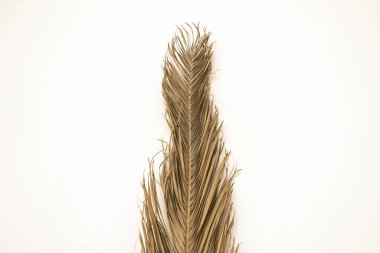 Beyaz arka planda palmiye yaprağı yaprağı dalı. En düşük boho dekorasyonu.